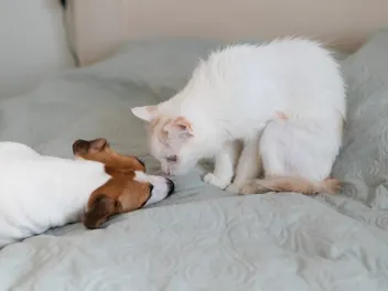 Can Cats Be Allergic to Dogs? Vet-Approved Facts & FAQ