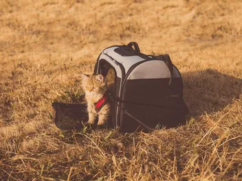 9 Amazing DIY Cat Carrier Plans You Can Make Today (With Pictures)