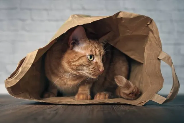 16 Common Household Items Cats Like to Play With