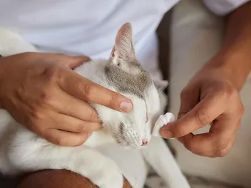 How to Get Flytrap Glue off a Cat: 4 Vet-Approved Steps