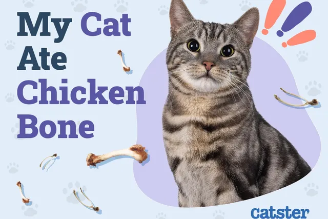 My Cat Ate a Chicken Bone! Here’s What to Do (Vet Answer)