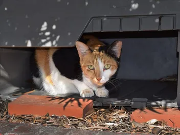 5 Best Cat Foods for Feral Cats in 2026 - Reviews & Top Picks