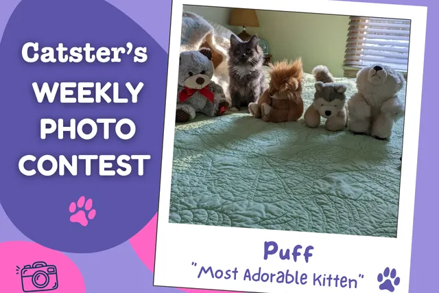 Catster’s Weekly Photo Contest Winners: Most Adorable Kitten (June 8, 2026)