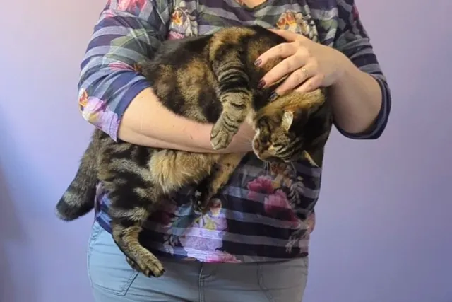 How to Safely Restrain a Cat: Dr. Karyn Shares Her Tips (with Video)