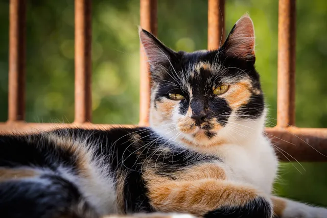 How Rare Are Calico Cats? Vet-Verified Genetic Insights