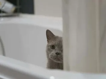 How to Get Your Kitten to Like Water: 4 Vet-Reviewed Methods
