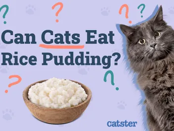Can Cats Eat Rice Pudding? Vet Reviewed Nutrition Facts & FAQ