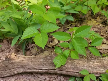 How Do I Get Poison Ivy Off My Cat Safely? 5 Vet Recommendations