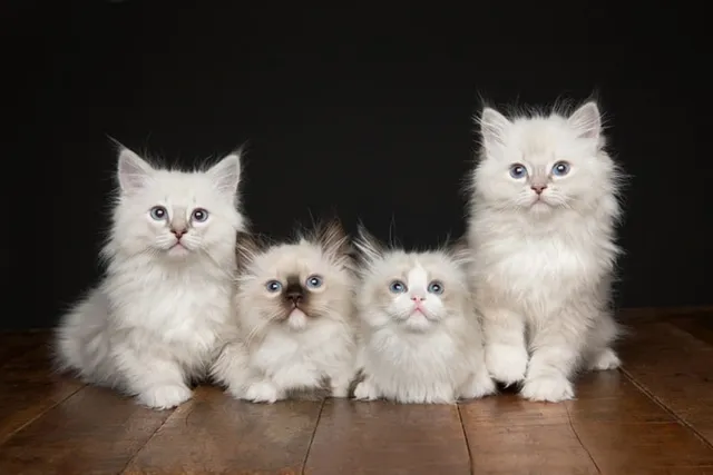 Ragdoll Kittens for Sale in Louisiana: Breeders List 2026