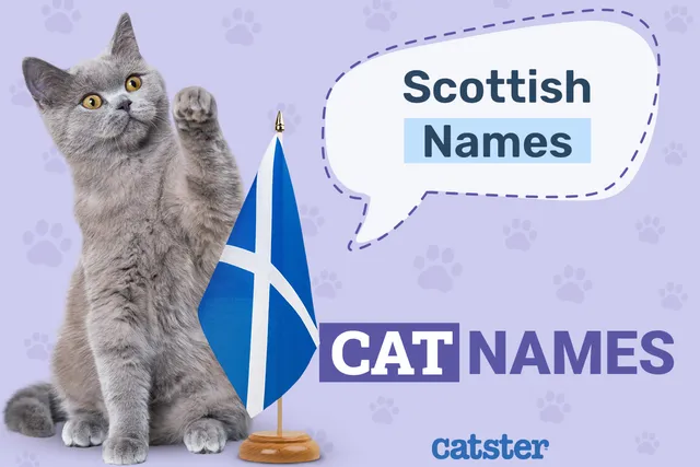 240 Scottish Cat Names To Get You Inspired (2026 Update)