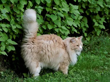 When Do Male Cats Start Spraying? Vet-Reviewed Facts & Tips