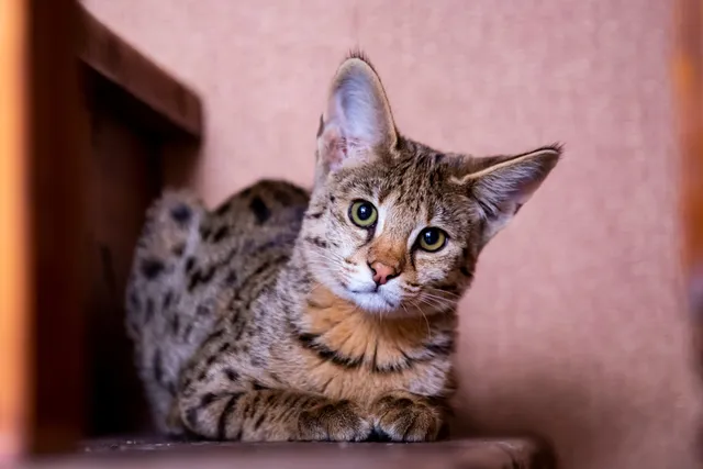 How Long Do Savannah Cats Live? Average Lifespan, Data & Care