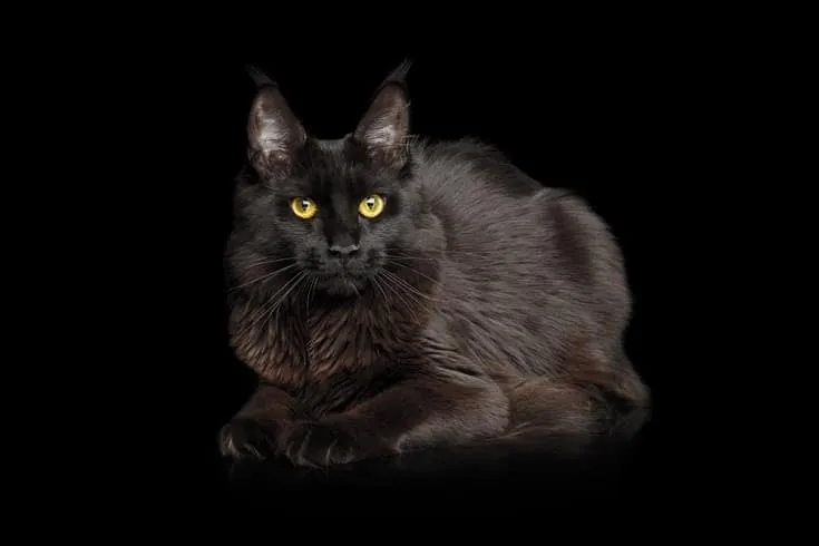 black Maine Coon cat