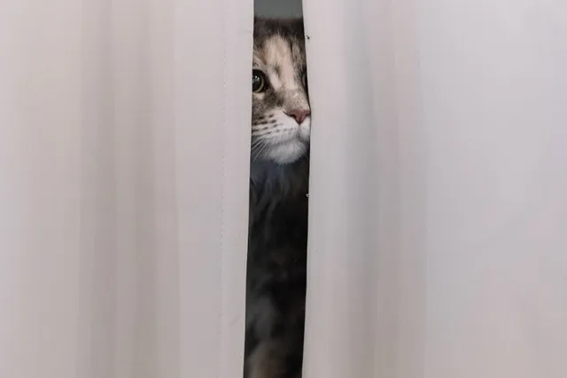 Why Is My Cat Scared of Strangers? 5 Possible Causes & Solutions (Vet-Reviewed)