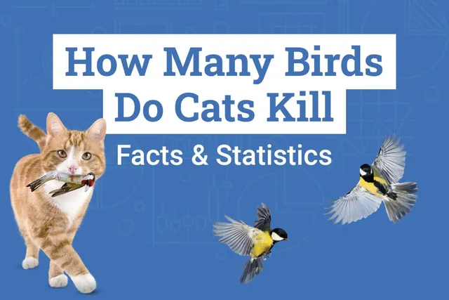 How Many Birds Do Cats Kill? 13 Statistics to Know: 2026 Update (Vet-Reviewed)