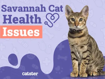 Savannah Cat Health Problems: 8 Vet-Reviewed Issues