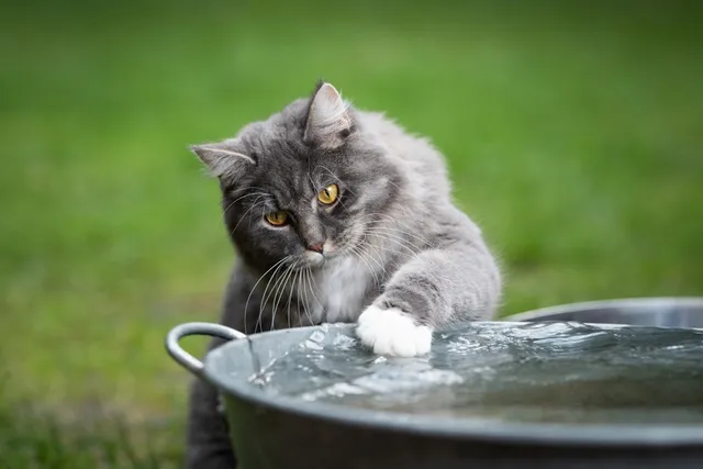 How to Cool Down a Cat: 9 Vet-Approved Tips