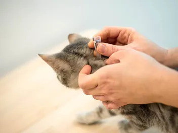 9 Best Flea Treatments for Kittens (2026) - Reviews & Top Picks