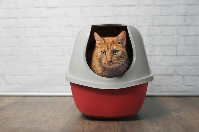 Why Does My Cat Pee So Much? 7 Vet-Reviewed Reasons