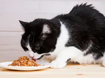 What Do Cats Need in Their Diet? 6 Vet Verified Essential Nutrients