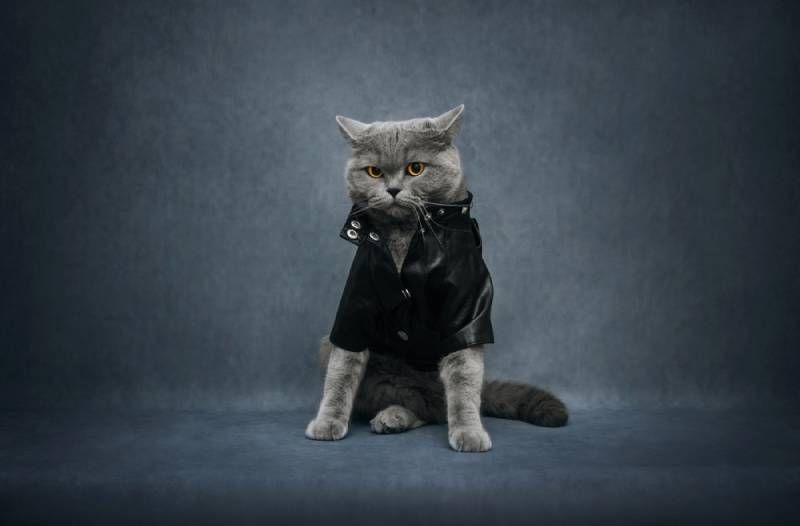 cat wearing a black leather costume