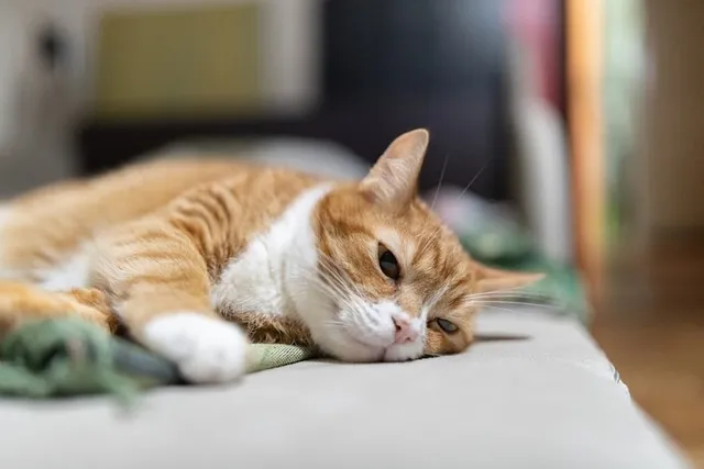 Why Won't My Senior Cat Eat? 6 Vet-Reviewed Ways to Help