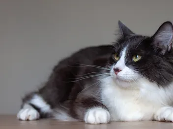 Domestic Medium Hair Cat: Info, Pictures, Facts & Traits