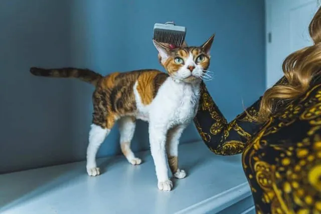 Do Devon Rex Cats Shed a Lot? Vet-Verified Tips to Reduce Cat Hair & FAQ