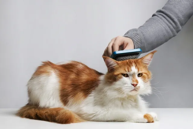 Maine Coon Cat Grooming - 6 Tips & Tricks