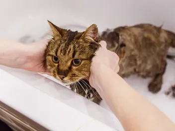 How Long Does a Cat’s Scent Last? Vet-Approved Facts & Tips