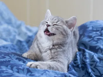 Cat Hiccups: Our Vet Explains Causes & What to Do