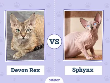 Devon Rex vs Sphynx Cat: What’s the Difference? (With Pictures)
