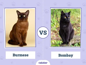 Burmese vs. Bombay Cat: The Differences (With Pictures)