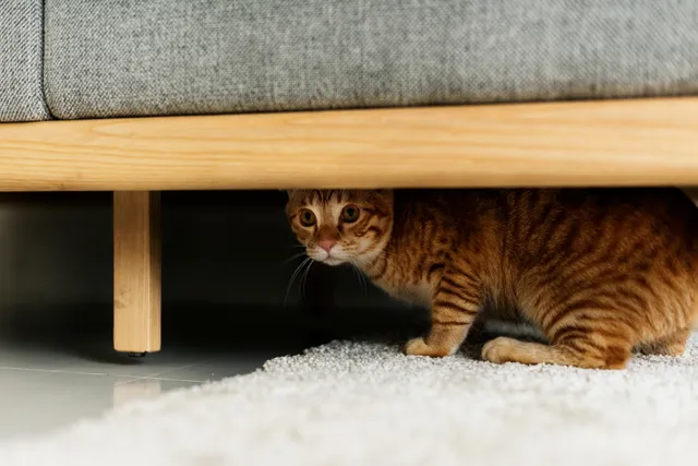 Why Is My Cat Hiding? 3 Vet-Reviewed Reasons for This Behavior