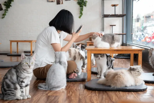 How to Open a Cat Café in 2026 (10 Crucial Steps)