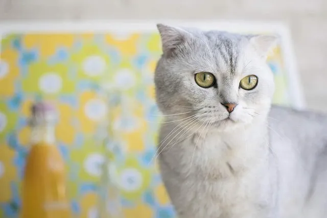 Do Scottish Fold Cats Shed a Lot? Vet Approved Facts & Grooming Tips