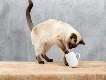 Why Do Cats Knock Things Over? 3 Vet-Reviewed Reasons