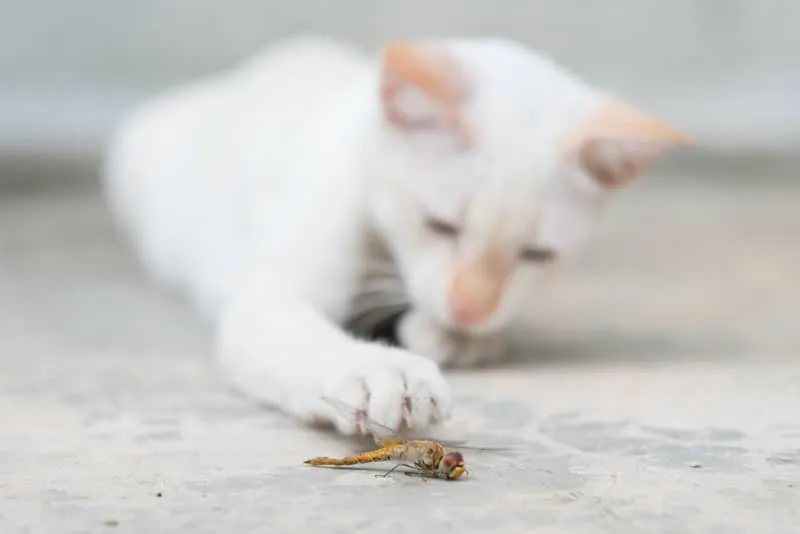 cat paw on a bug