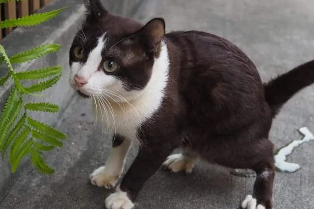 Why Does My Cat Keep Getting UTIs? 7 Vet Reviewed Reasons