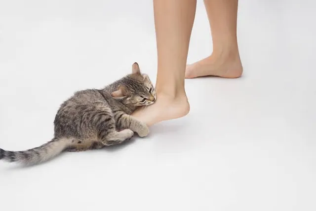 How to Train a Cat Not to Bite: 8 Vet-Approved Tips & Tricks