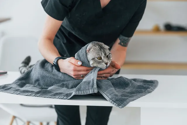 Why Do Cats Like Damp Towels? 6 Vet-Reviewed Reasons