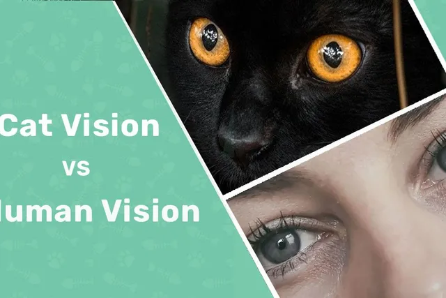 Cat Vision vs. Human Vision: Vet-Reviewed Differences (With Infographic)