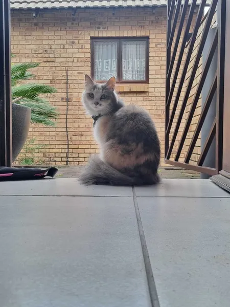 All visitors must submit to a mandatory 'Cat Check' by Ivy