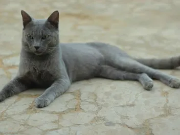 Raas Cat: Breed Info, Facts, Pictures & Care