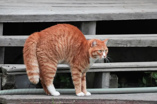 Why Do Cat’s Tails Puff Up? 4 Vet-Approved Reasons