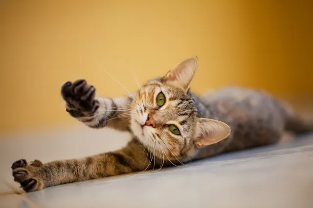 Why Do Cats Stretch When They See You? 5 Vet Verified Reasons