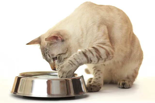 Cat Splashes Water Out of the Bowl: 5 Vet-Verified Reasons & How to Stop It