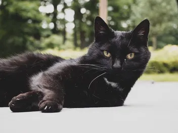 50 Black Cat Memes – Silly & Adorable Felines