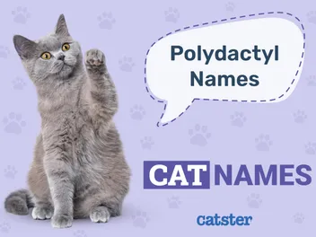 100+ Polydactyl Cat Names: Ideas for Pawesome & Adorable Cats