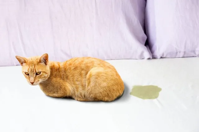 Can Cat Pee Make You Sick? Vet-Verified Facts & Safety Tips